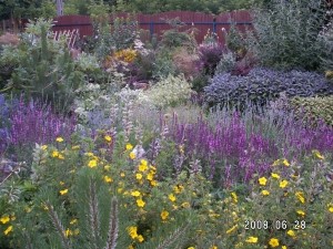 Nasadzenia w stylu śródziemnomorskim